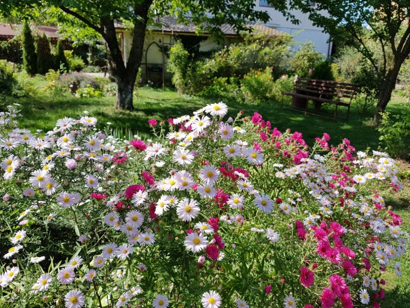 - 2020 Septembrie Aster