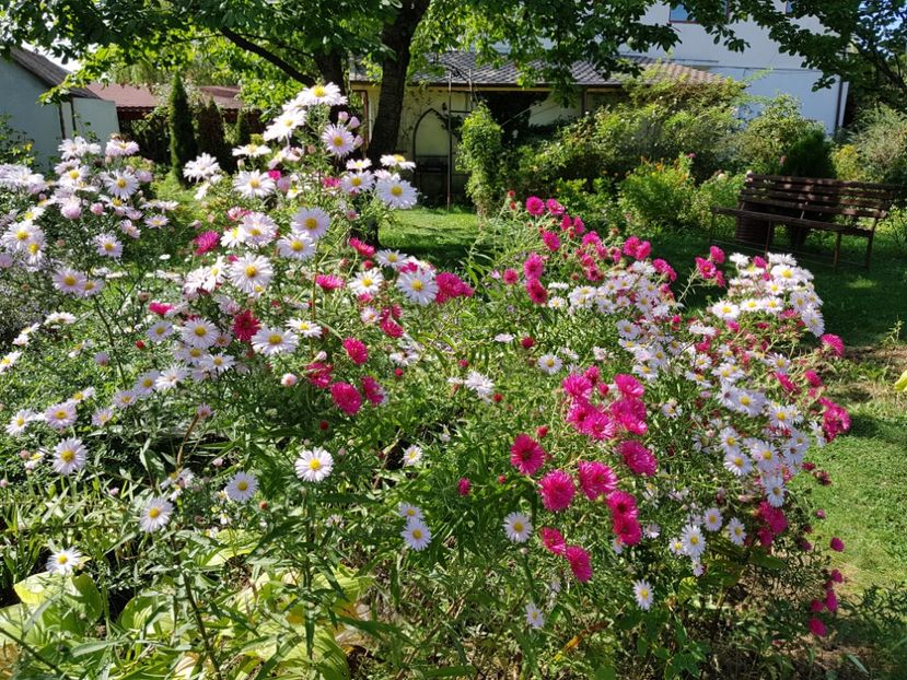  - 2020 Septembrie Aster