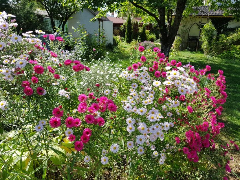 - 2020 Septembrie Aster