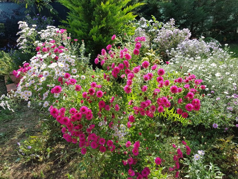  - 2020 Septembrie Aster