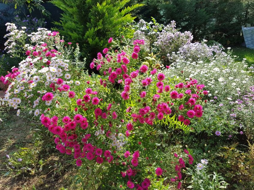  - 2020 Septembrie Aster