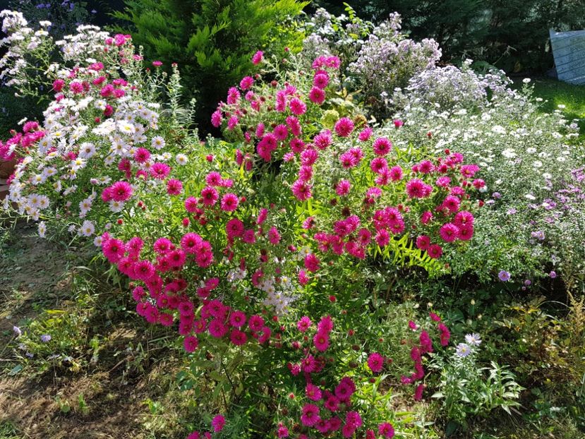  - 2020 Septembrie Aster