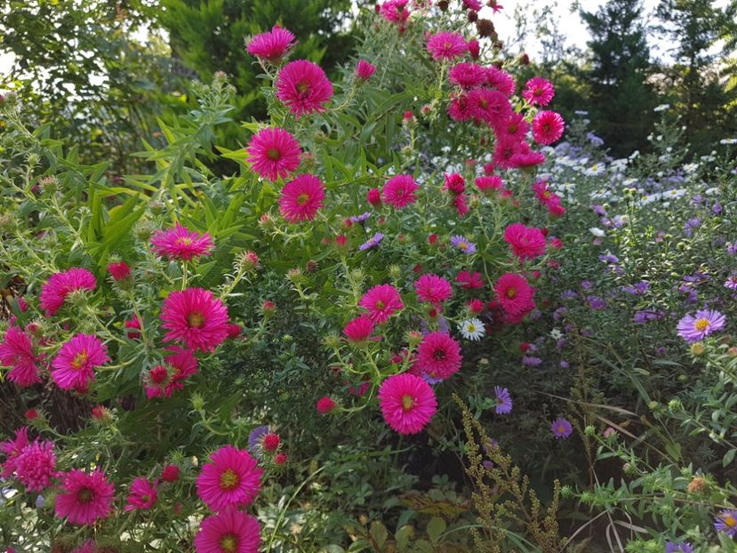  - 2020 Septembrie Aster