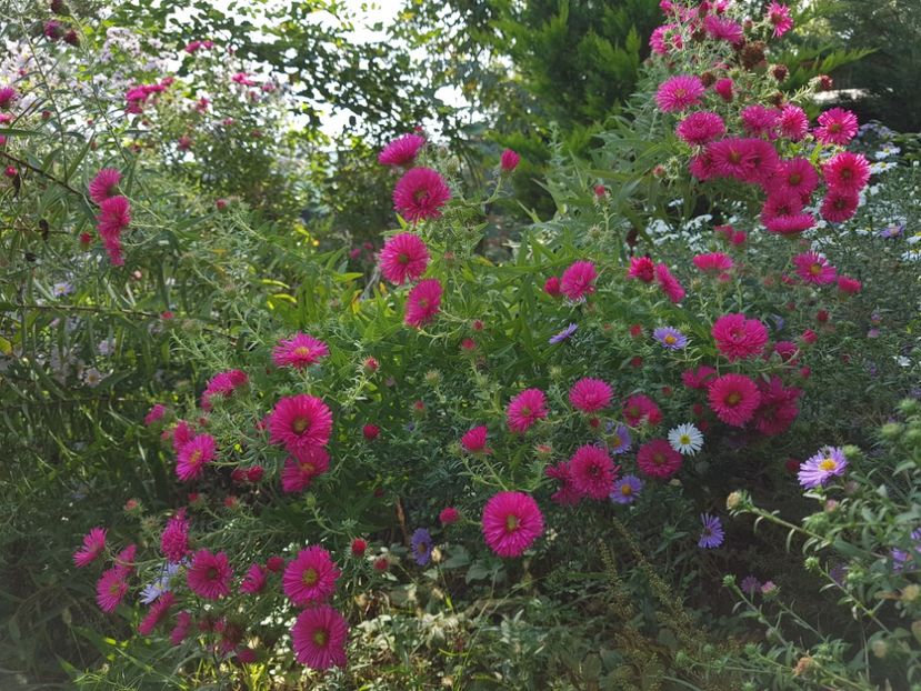  - 2020 Septembrie Aster