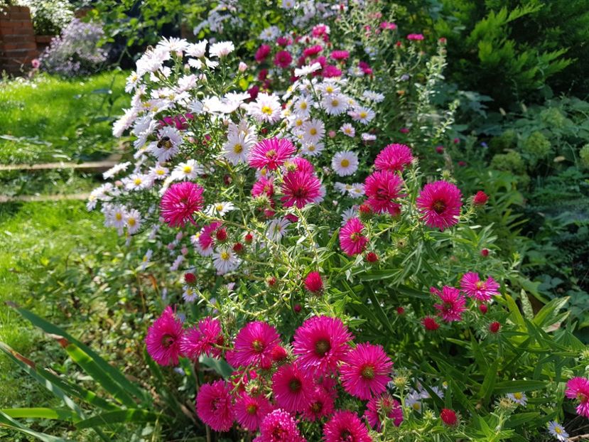  - 2020 Septembrie Aster