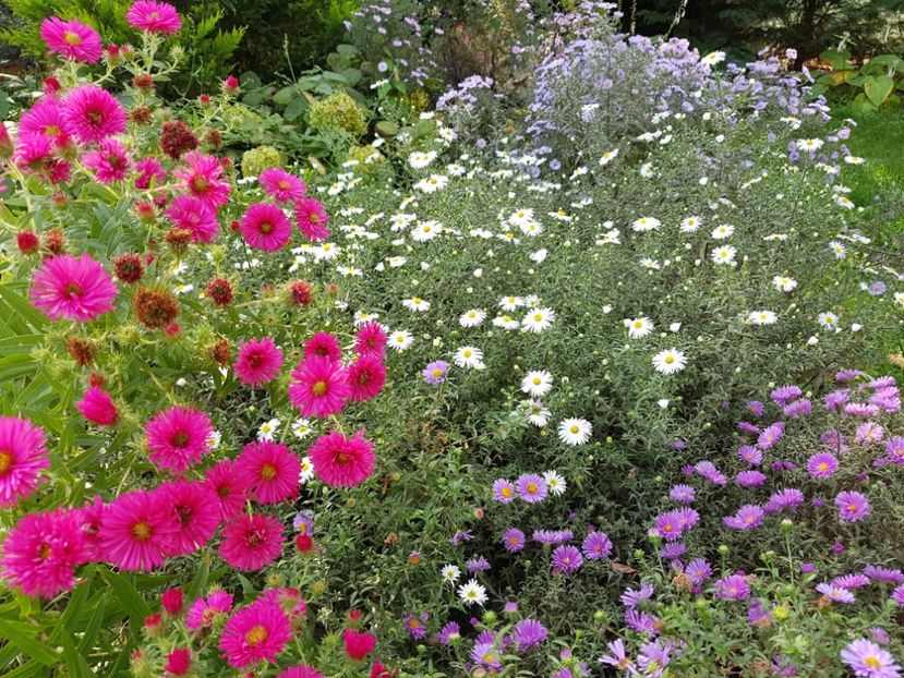  - 2020 Septembrie Aster