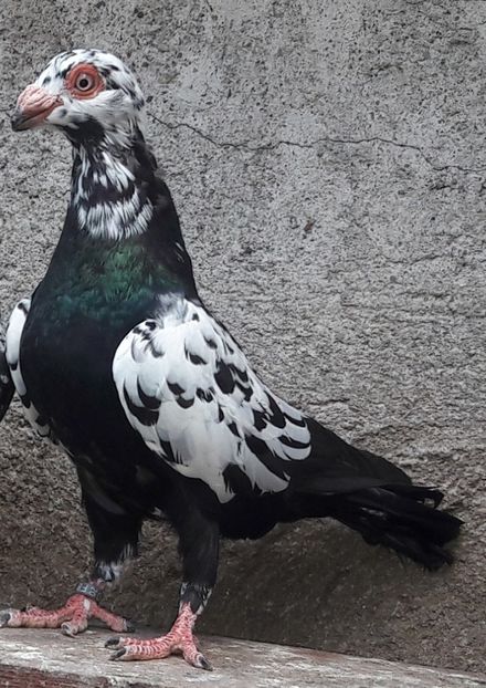 F 2020 - Carunculați 2020