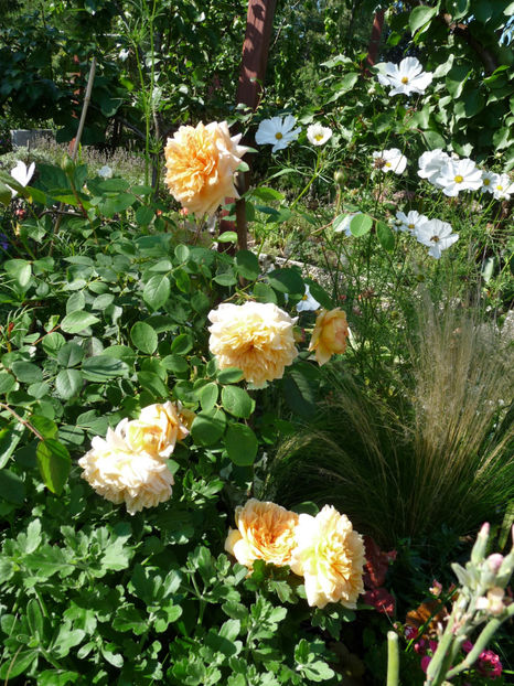  - 2020 - 03 - Toamna