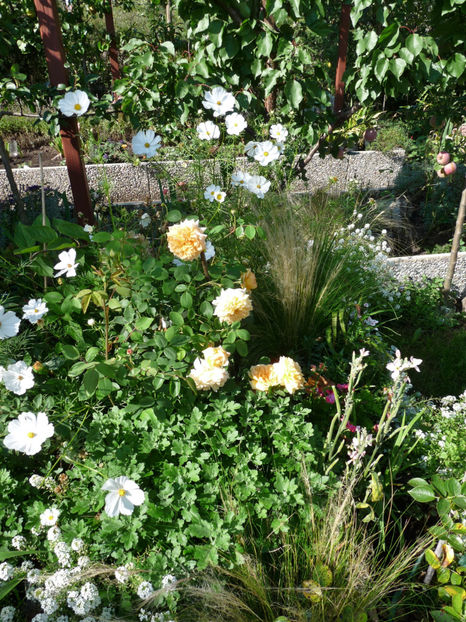  - 2020 - 03 - Toamna