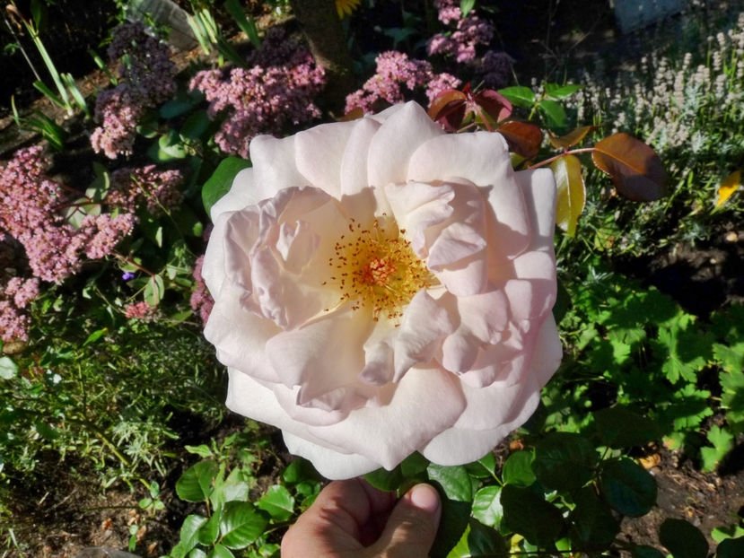  - 2020 - 03 - Toamna