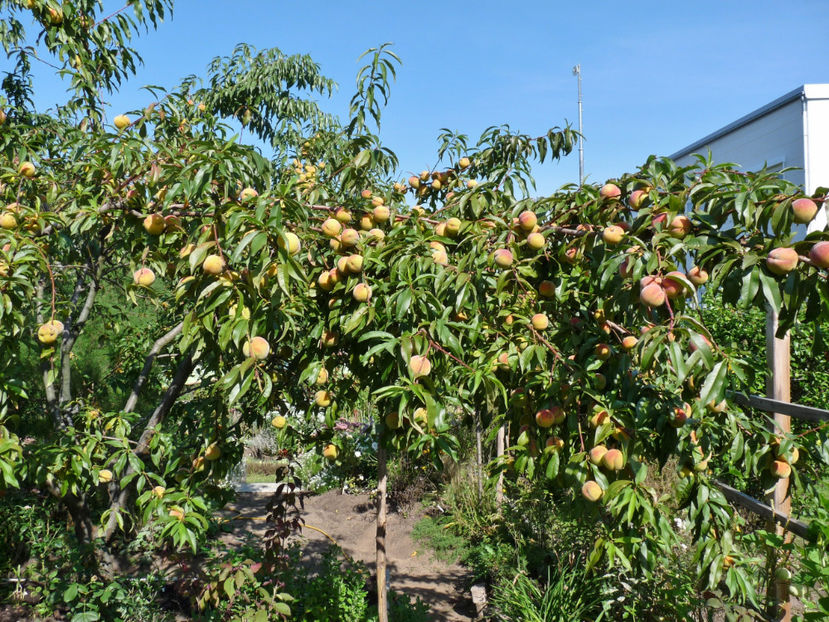  - 2020 - 03 - Toamna