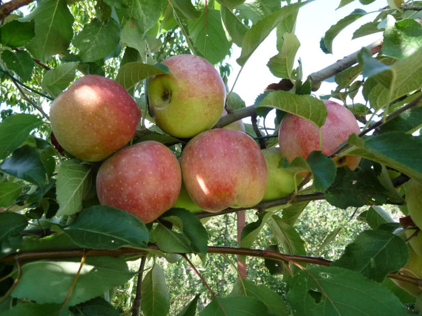  - 2020 - 03 - Toamna