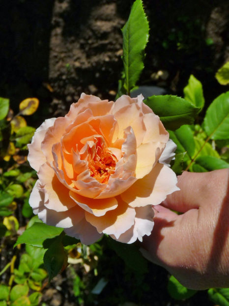  - 2020 - 03 - Toamna