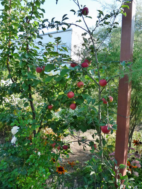 Primul rod. - 2020 - 03 - Toamna