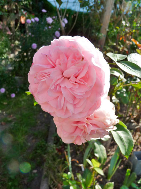  - 2020 - 03 - Toamna