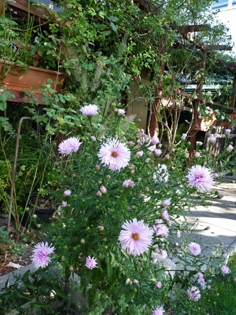  - 2020 - 03 - Toamna