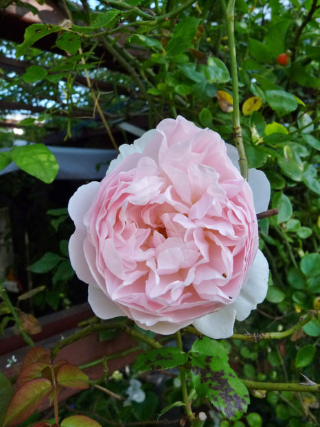  - 2020 - 03 - Toamna