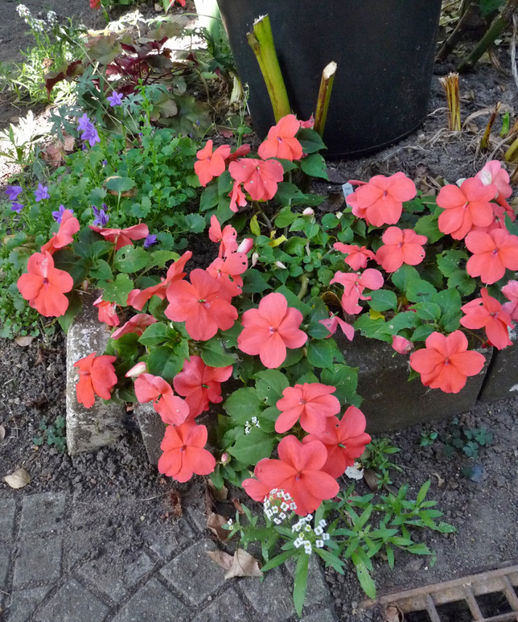  - 2020 - 03 - Toamna