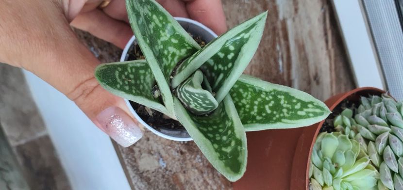  - De vanzare suculente septembrie 2020