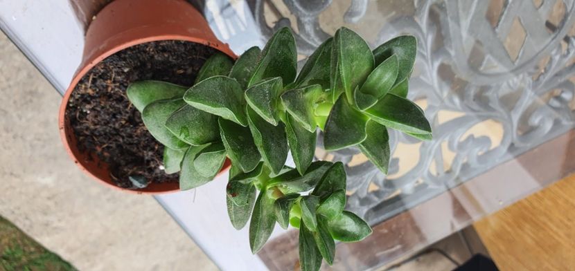  - De vanzare suculente septembrie 2020