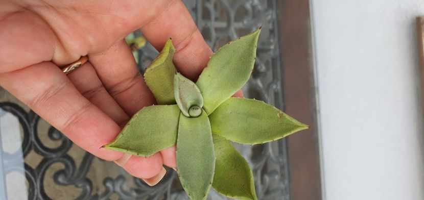  - De vanzare suculente septembrie 2020