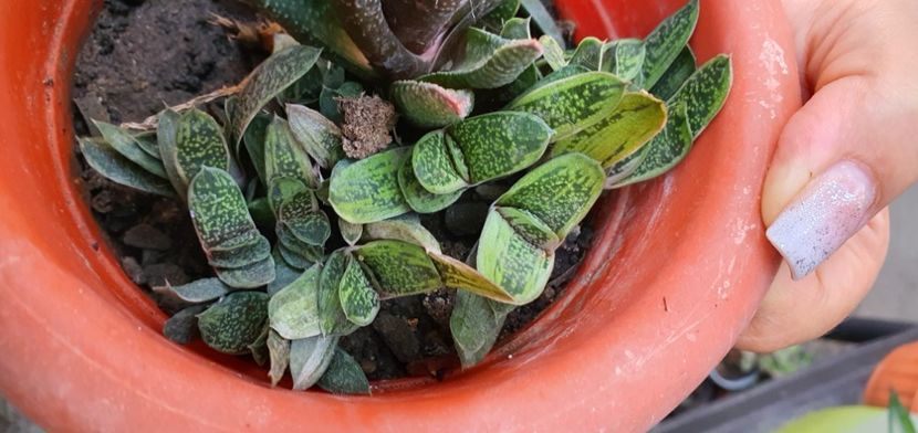  - De vanzare suculente septembrie 2020