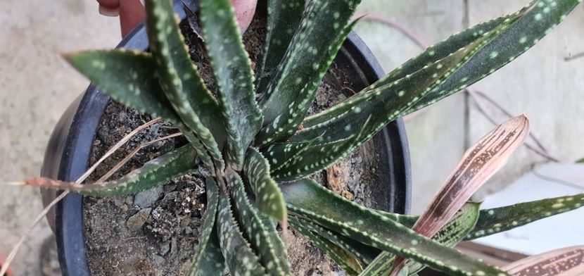  - De vanzare suculente septembrie 2020