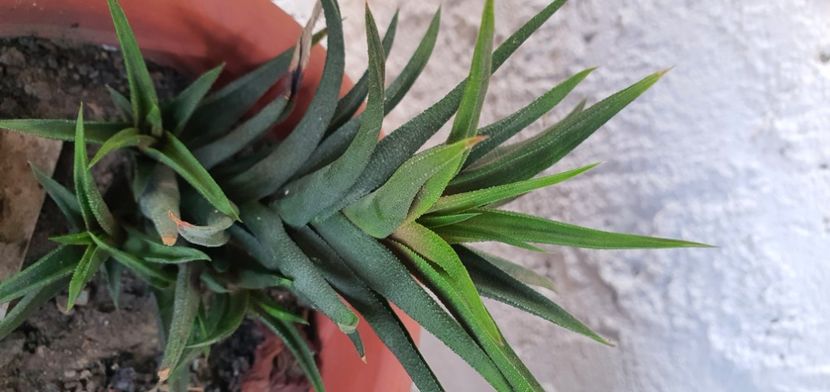  - De vanzare suculente septembrie 2020