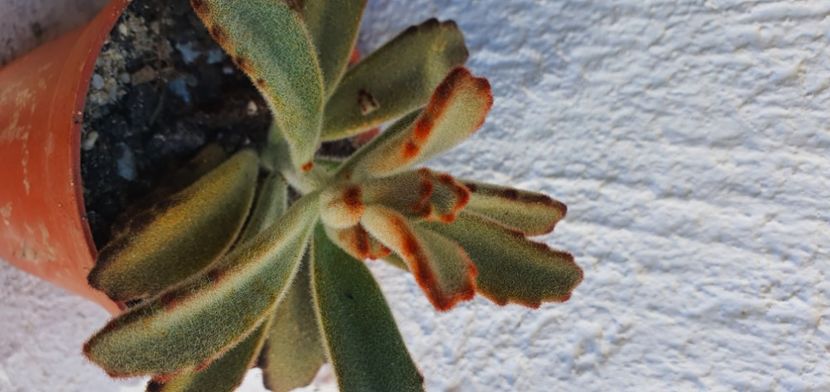  - De vanzare suculente septembrie 2020