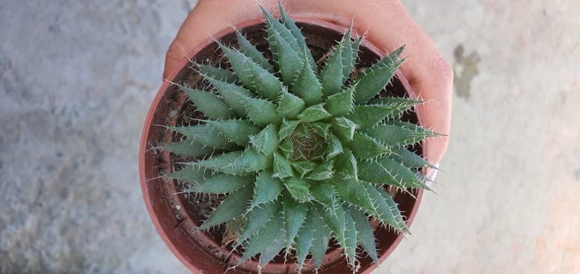  - haworthia