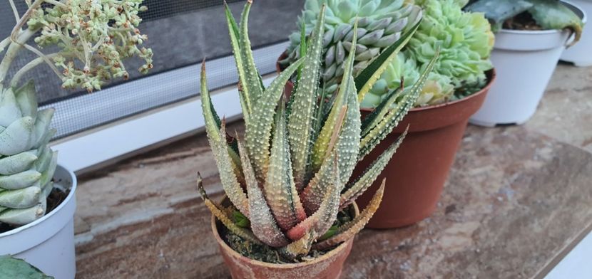  - haworthia