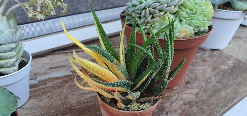  - haworthia