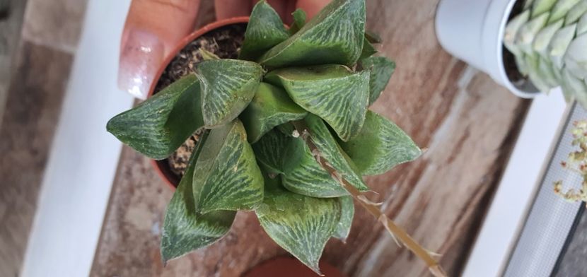  - haworthia