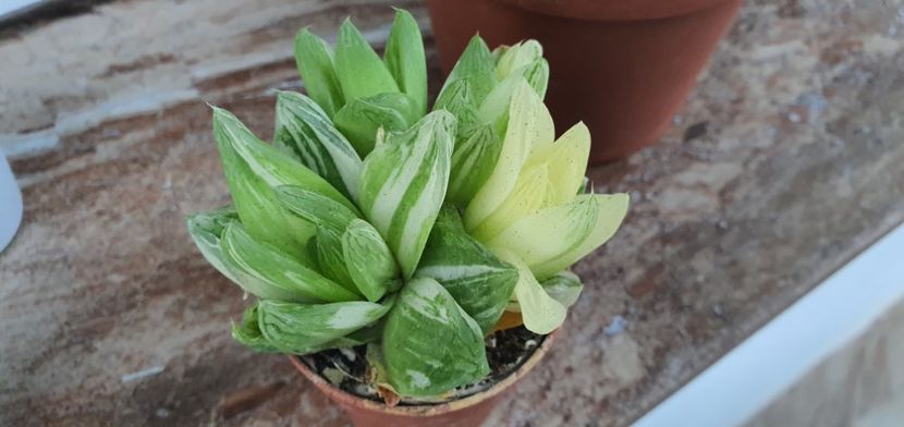  - haworthia