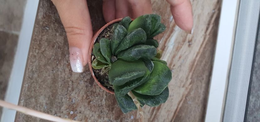  - haworthia
