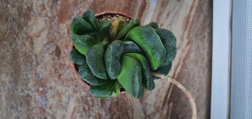  - haworthia