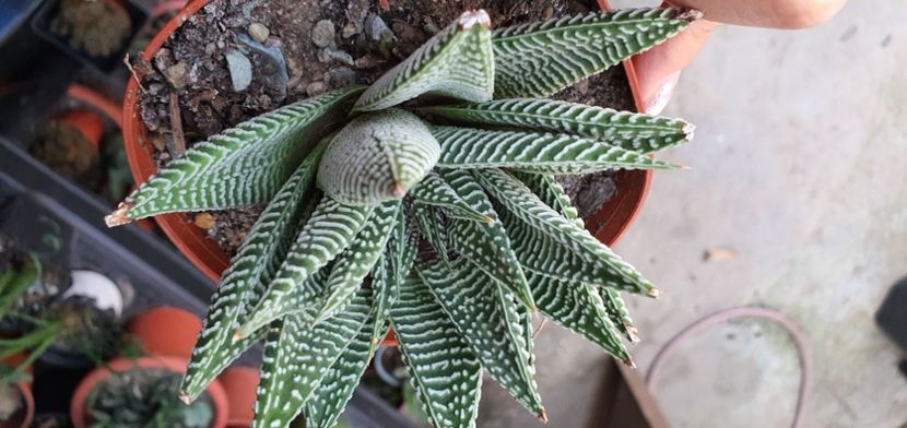  - haworthia