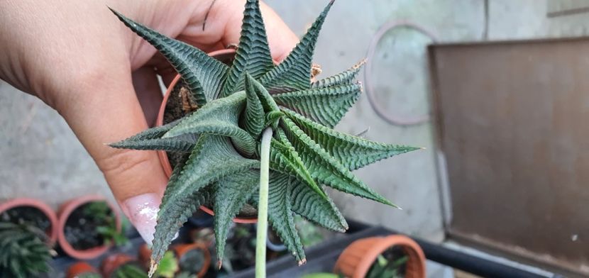  - haworthia
