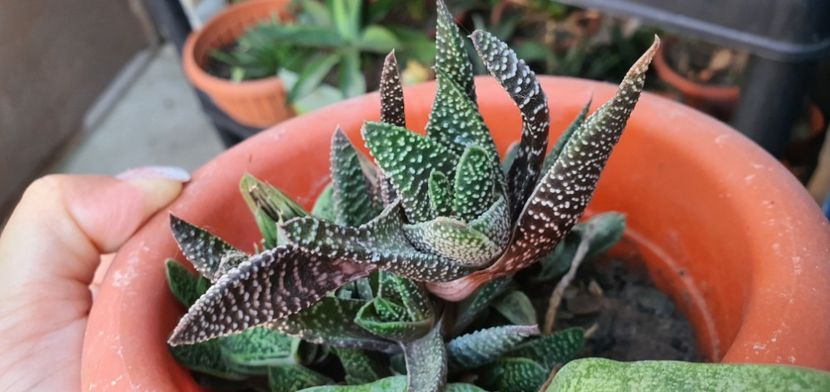  - haworthia