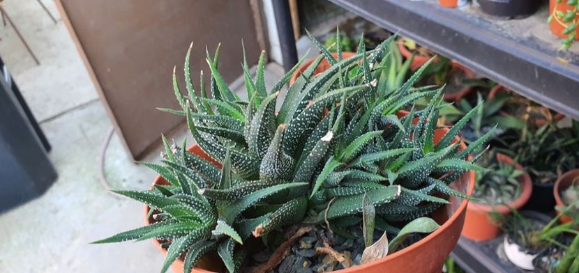  - haworthia