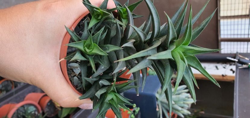  - haworthia