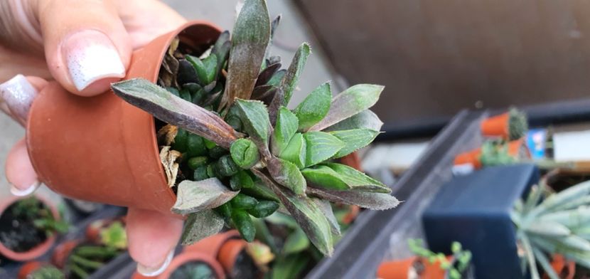  - haworthia