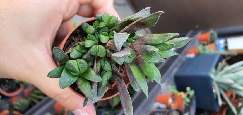  - haworthia