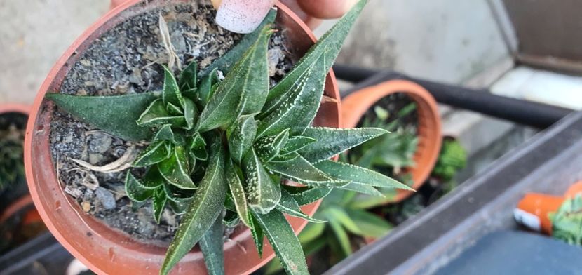  - haworthia