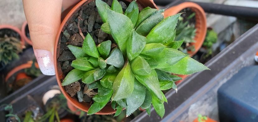  - haworthia