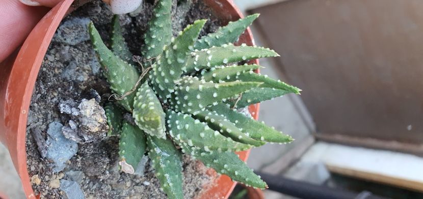  - haworthia