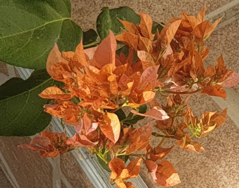 Thai Gold - Buga