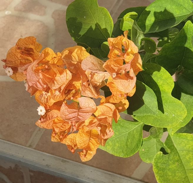 Golden Tango - Buga