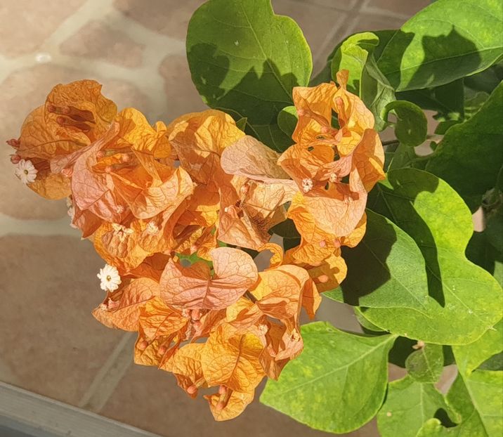 Golden Tango - Buga