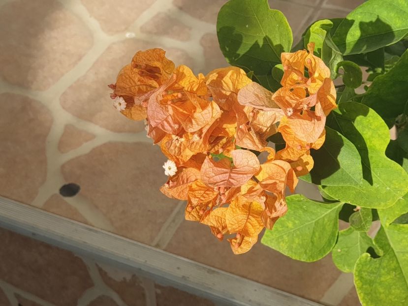 Golden Tango - Buga